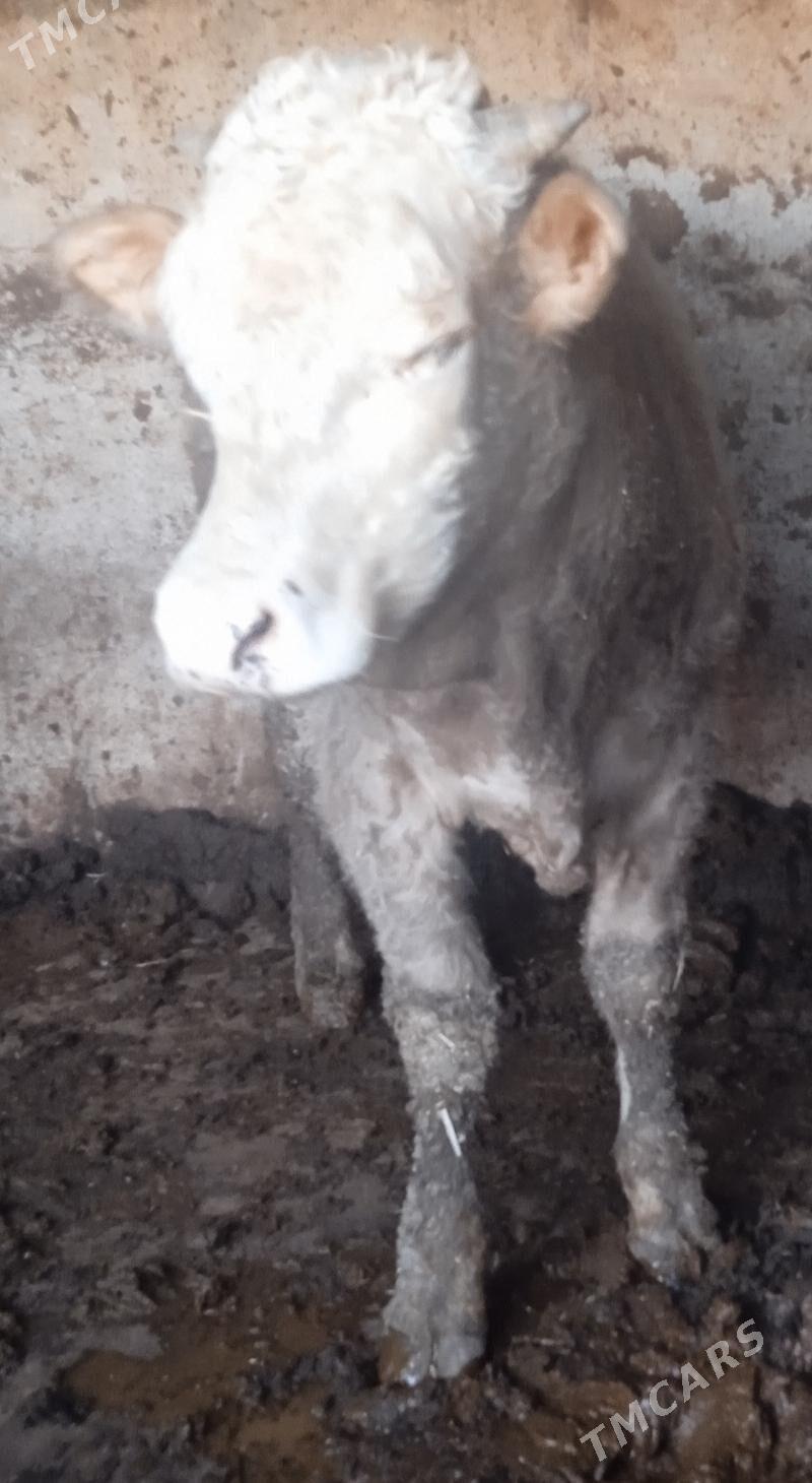 okuz - Багир - img 3