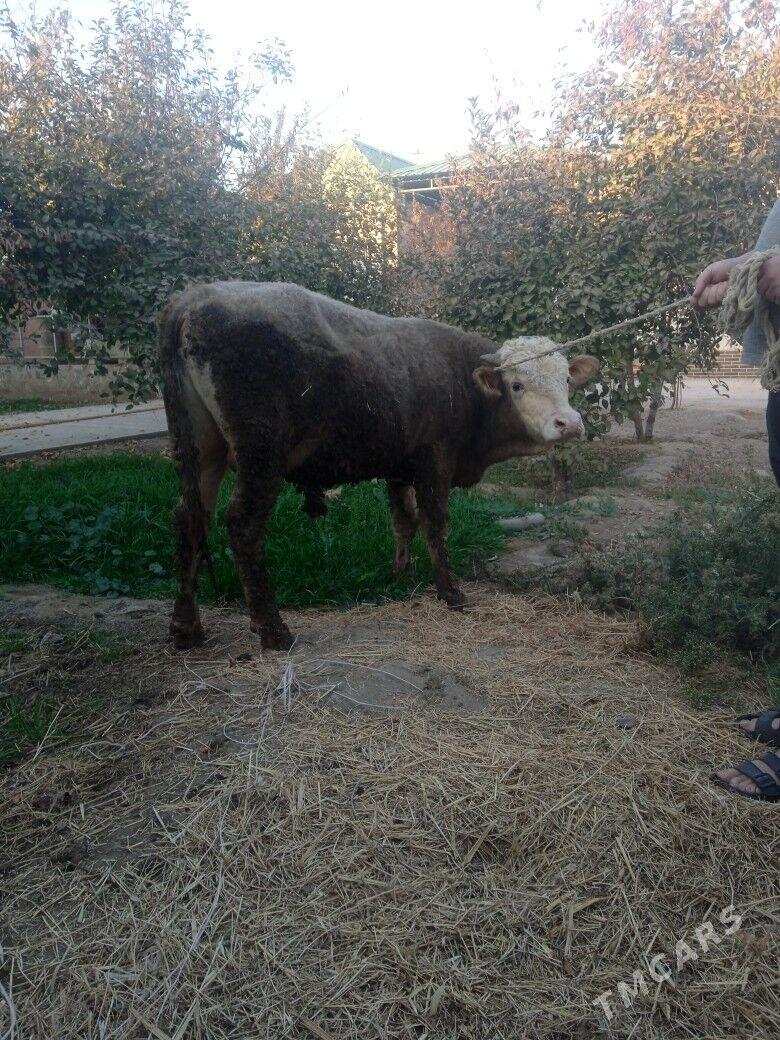 okuz - Багир - img 4