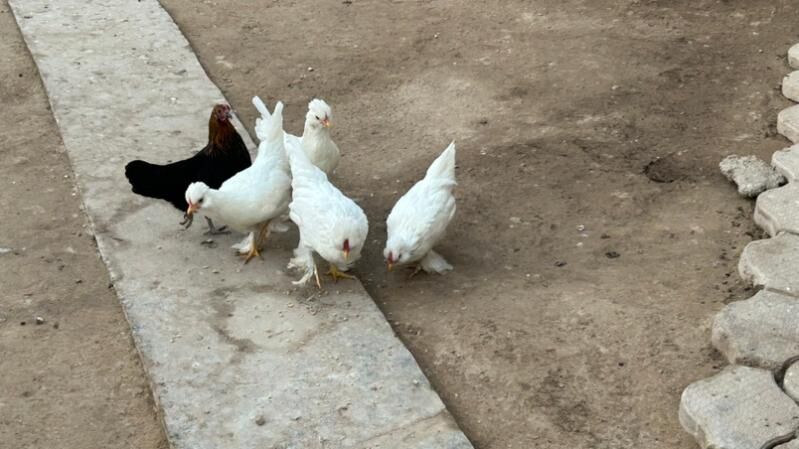 куры - Туркменабат - img 2