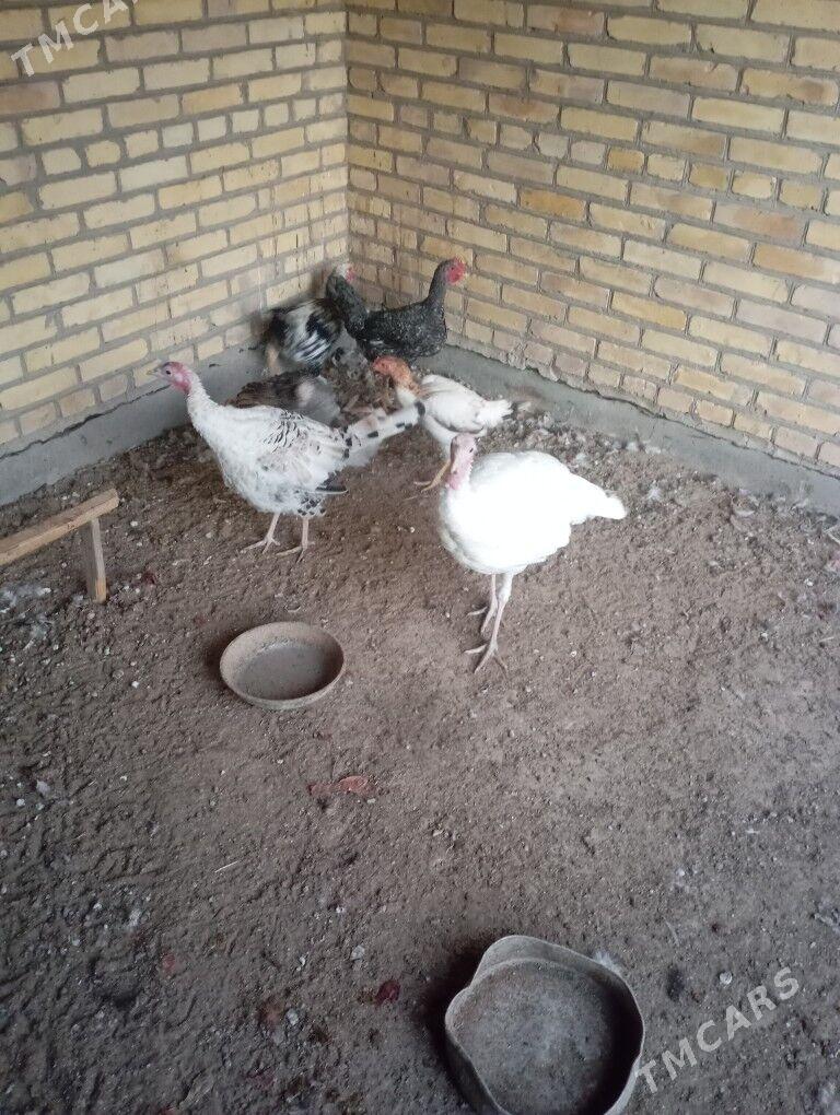 индюклар - Фарап - img 4