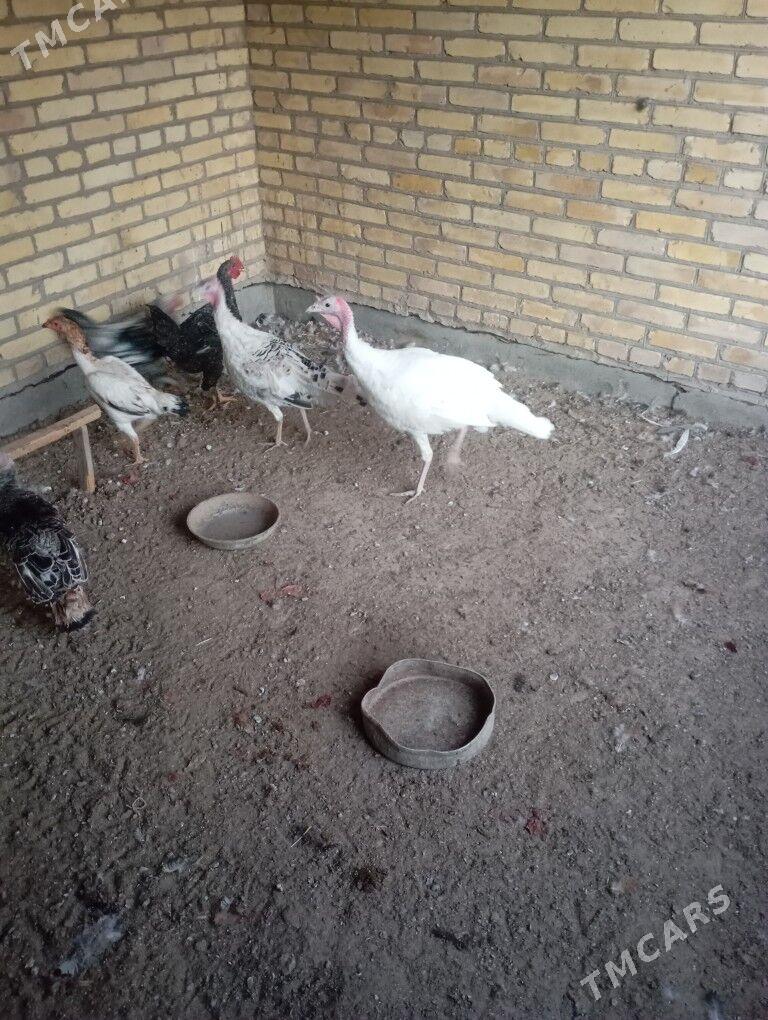 индюклар - Фарап - img 2