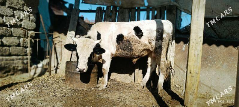 ÖKÜZ - Änew - img 3