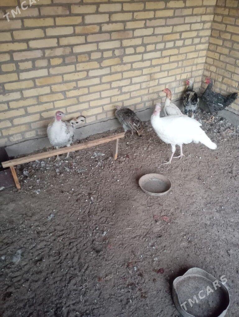 индюклар - Фарап - img 3