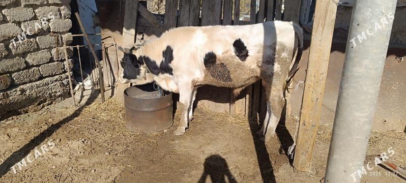 ÖKÜZ - Änew - img 2