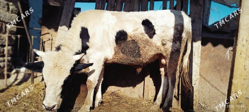 ÖKÜZ - Änew - img 4