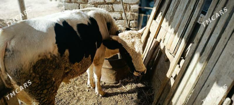 ÖKÜZ - Änew - img 5