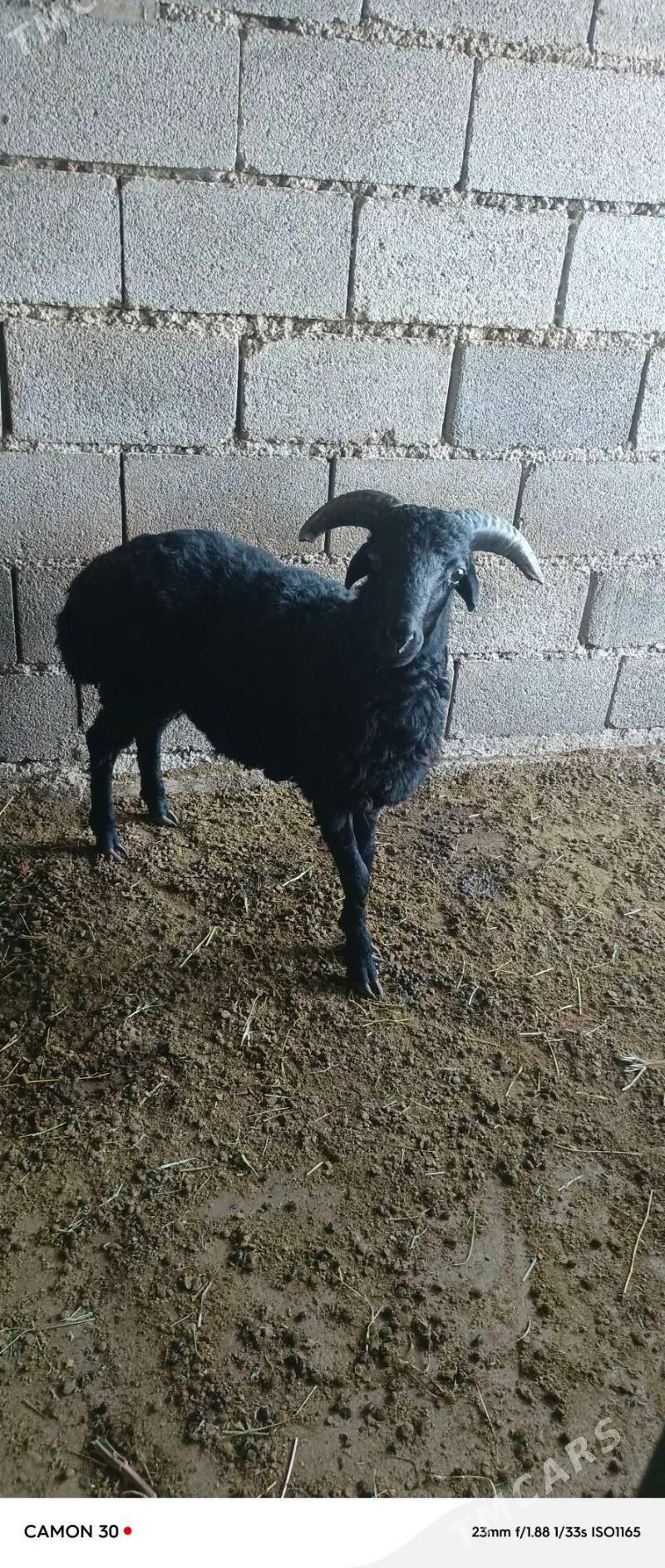 goýun - Gökdepe - img 4