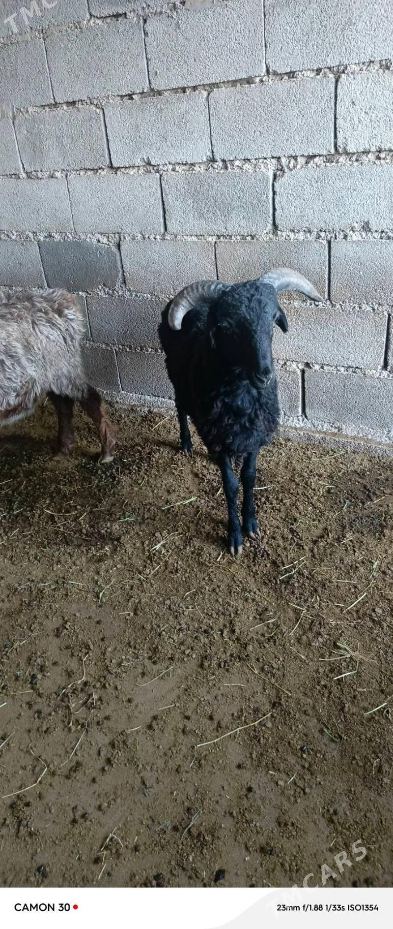 goýun - Gökdepe - img 6