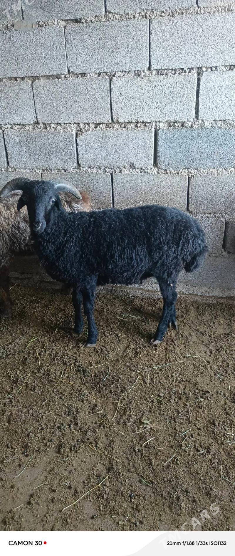 goýun - Gökdepe - img 2