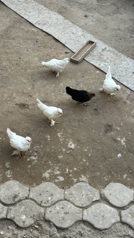 куры - Туркменабат - img 4