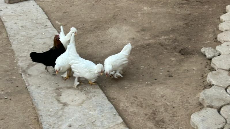 куры - Туркменабат - img 3