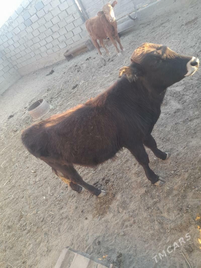 öküz - Эсенгулы - img 3