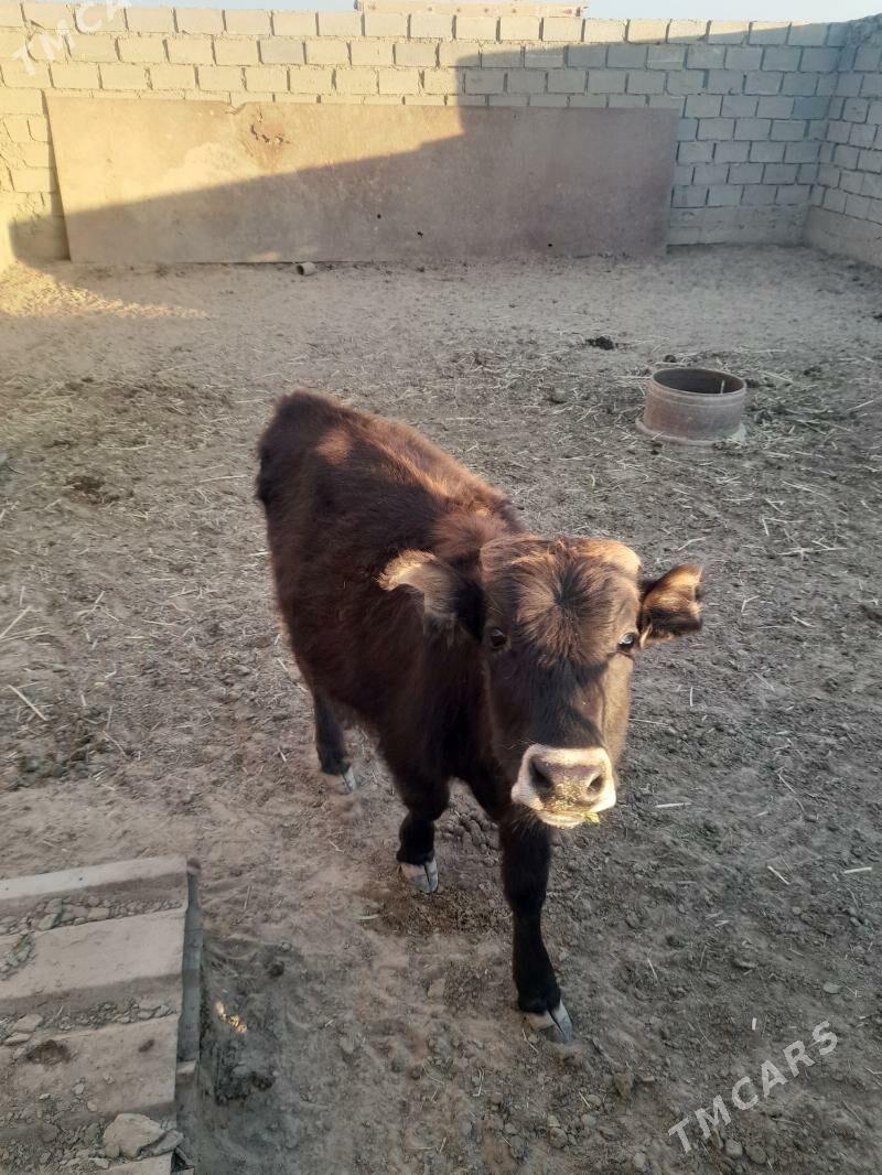 öküz - Эсенгулы - img 5