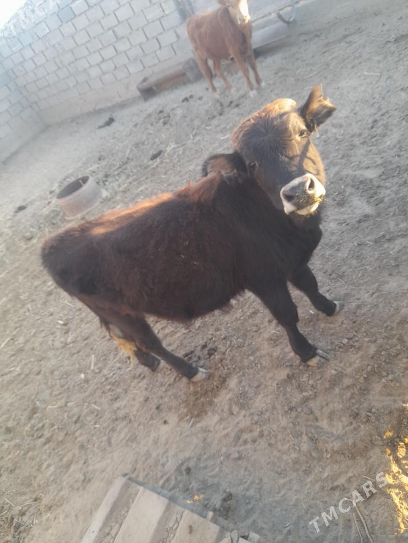 öküz - Эсенгулы - img 4