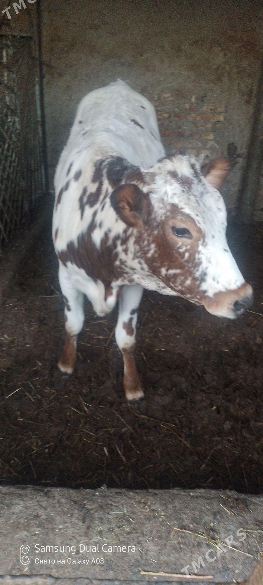 tuwe kanatka - Гёкдепе - img 3