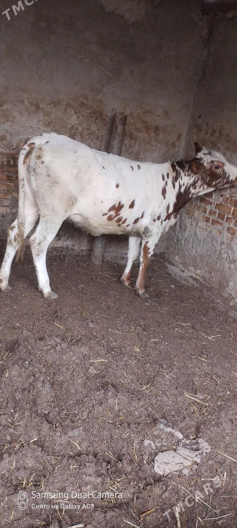 tuwe kanatka - Гёкдепе - img 4