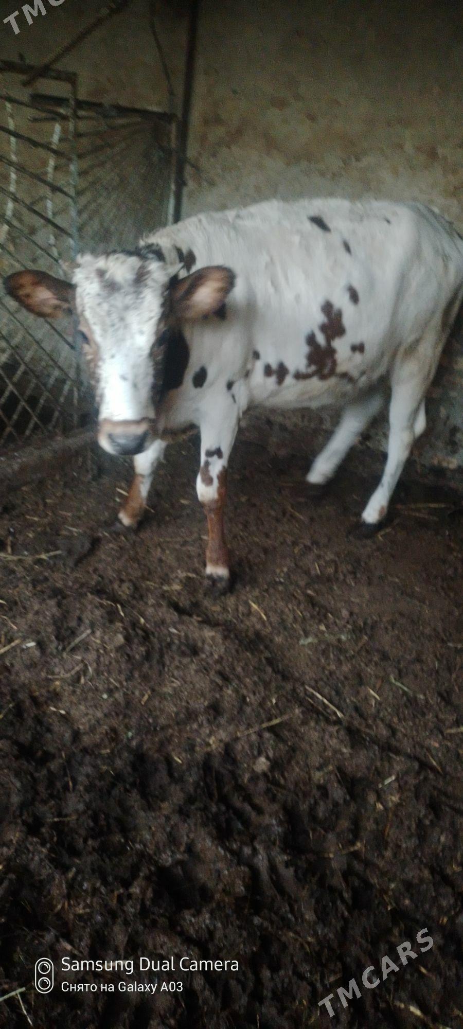 tuwe kanatka - Гёкдепе - img 2