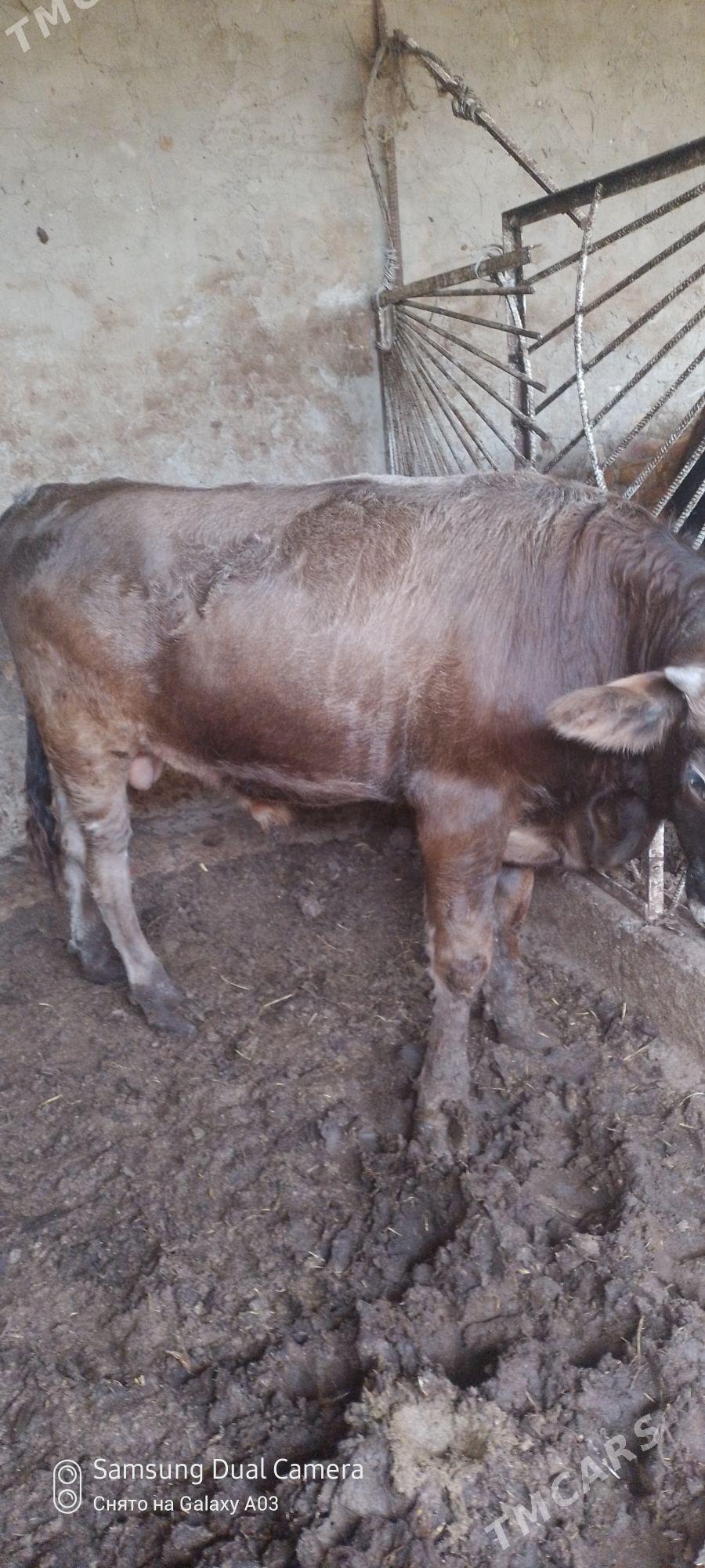 okuz - Гёкдепе - img 1