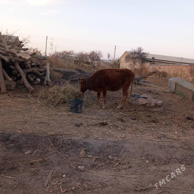 Gunajyn - Гарабекевюл - img 1