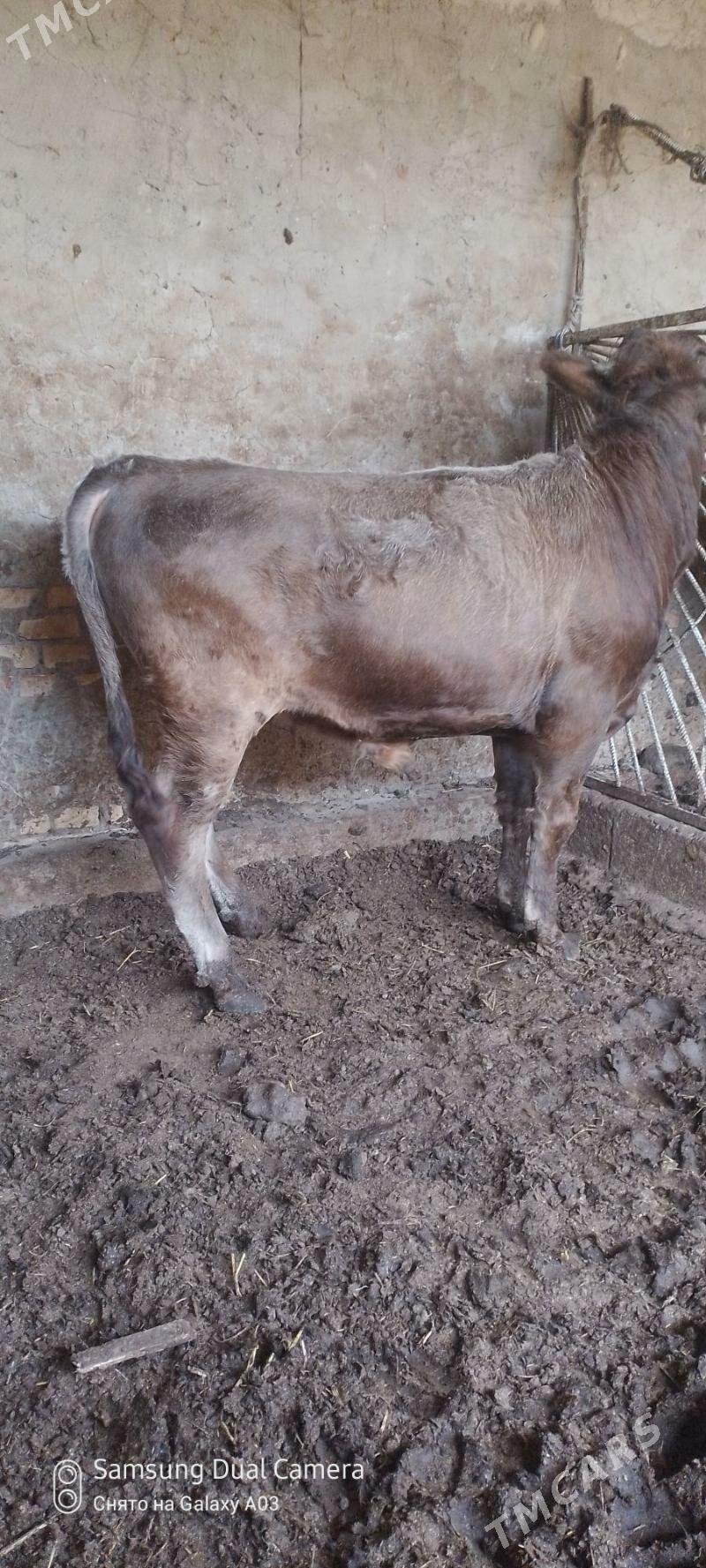 okuz - Гёкдепе - img 2