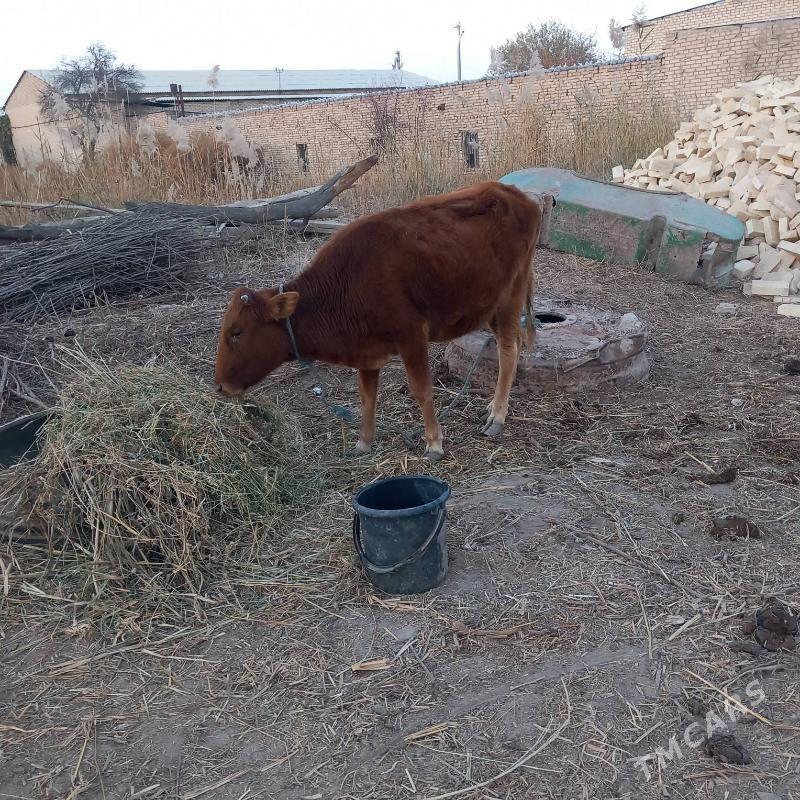 Gunajyn - Гарабекевюл - img 4