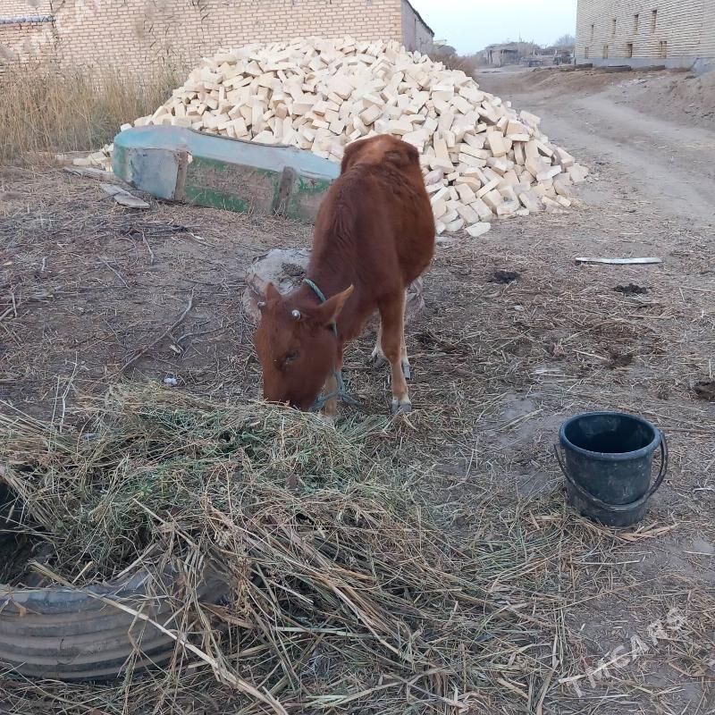 Gunajyn - Гарабекевюл - img 3