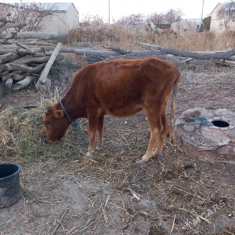 Gunajyn - Гарабекевюл - img 2