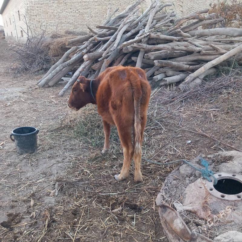 Gunajyn - Гарабекевюл - img 5