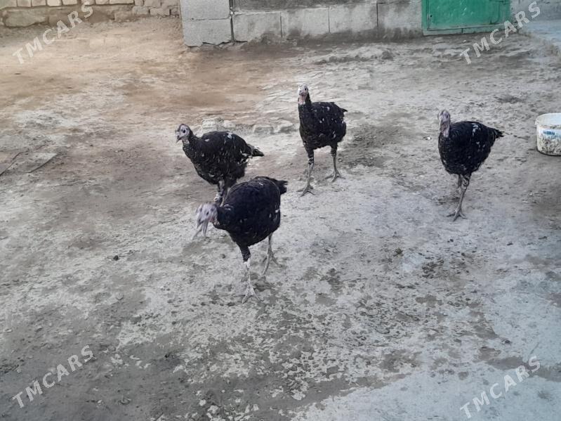 Induk - Берекет - img 1