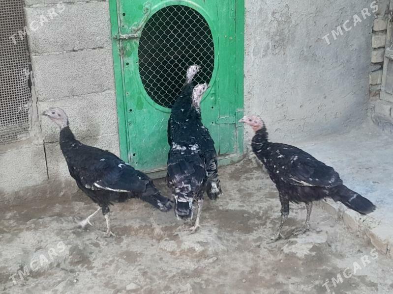 Induk - Берекет - img 4