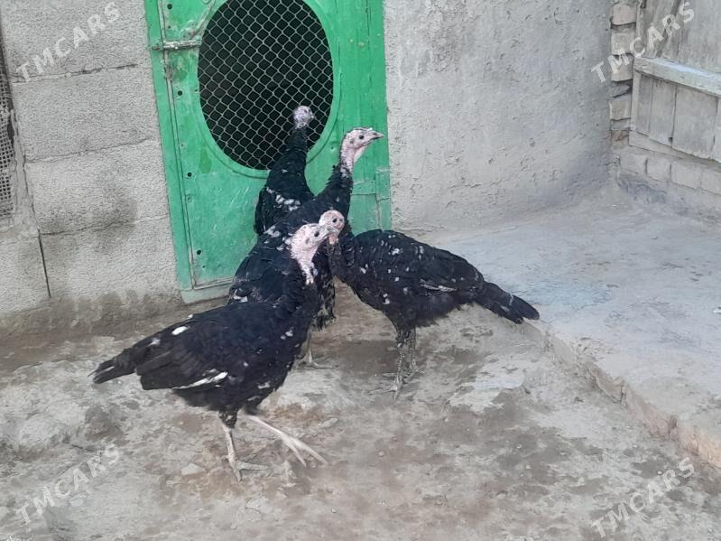 Induk - Берекет - img 3