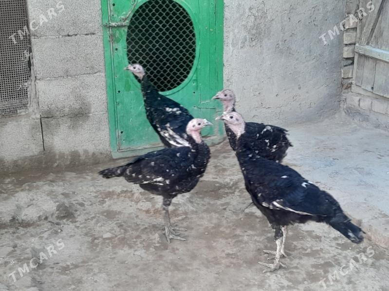 Induk - Берекет - img 2