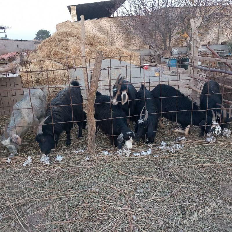 geci - Гарабекевюл - img 3