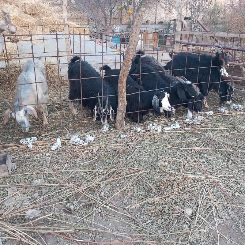 geci - Гарабекевюл - img 4