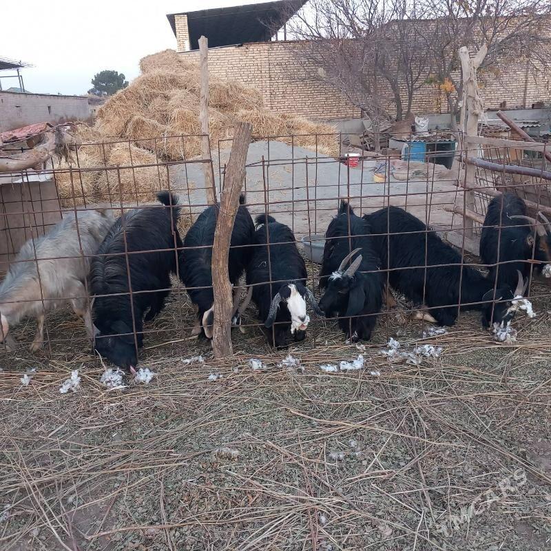 geci - Гарабекевюл - img 2