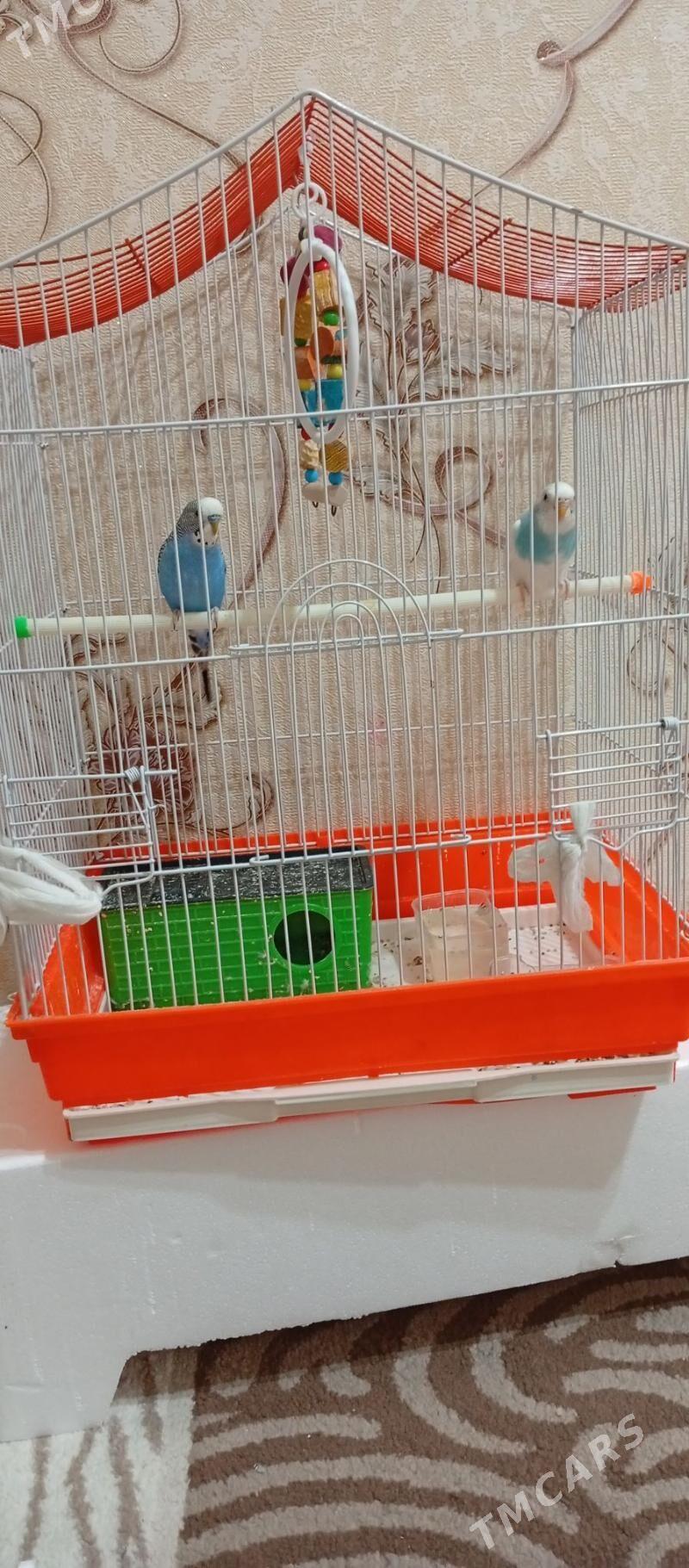 Guş - Анев - img 2