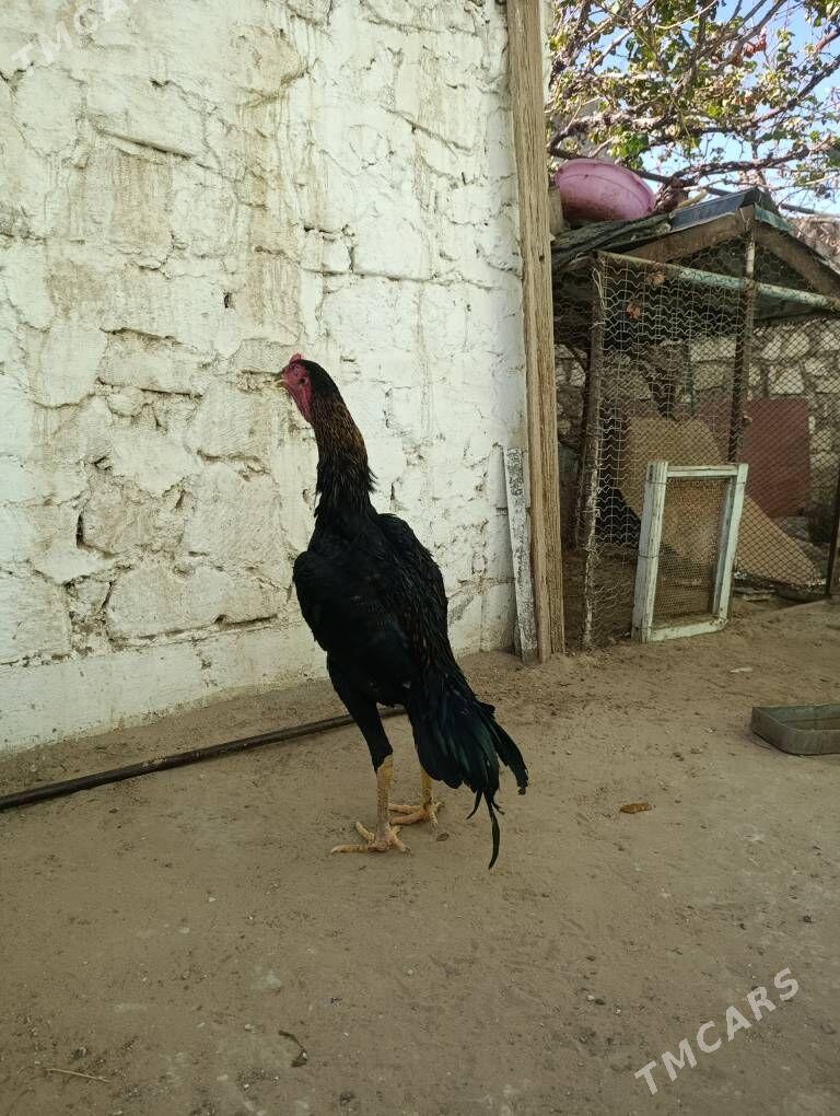 horaz - Balkanabat - img 3