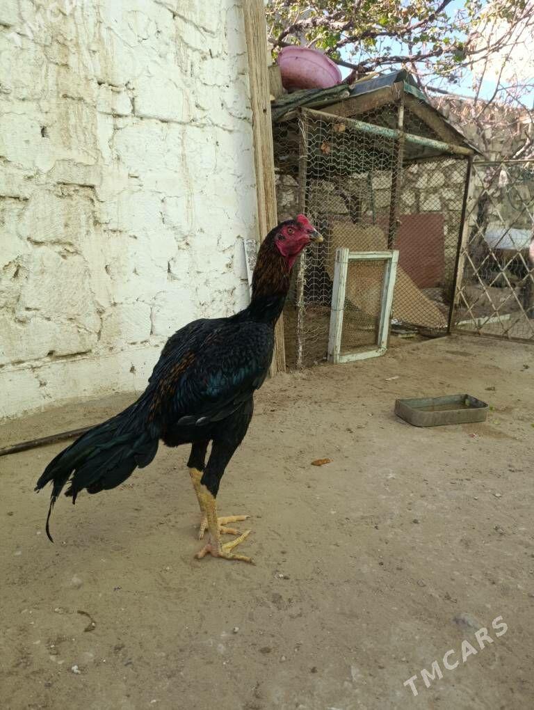 horaz - Balkanabat - img 2