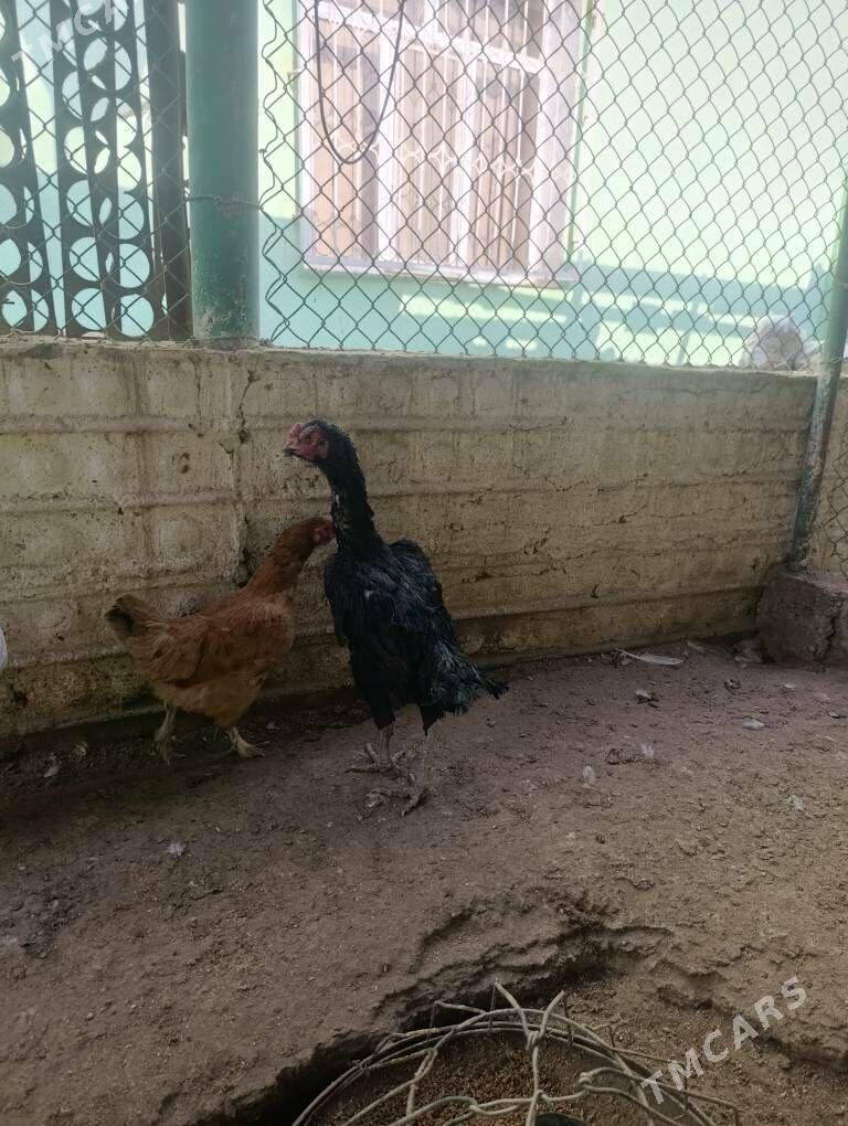 maki - Balkanabat - img 2