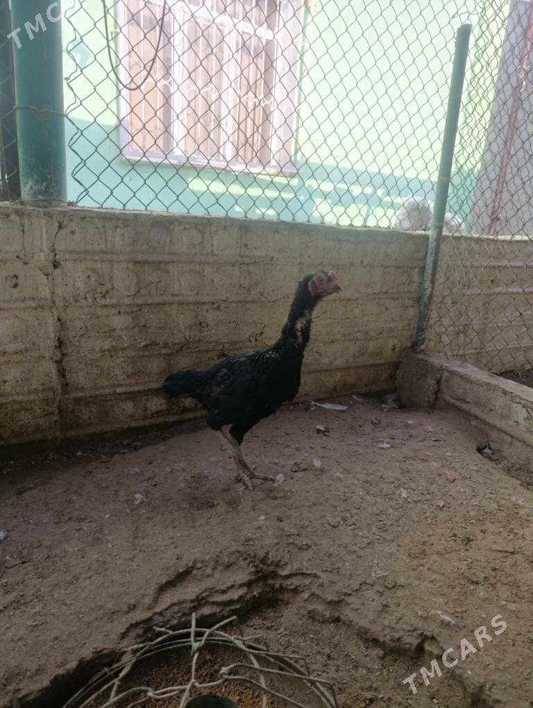 maki - Balkanabat - img 3