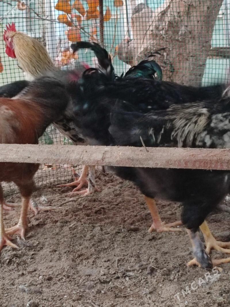 horaz paroda - Türkmenabat - img 2