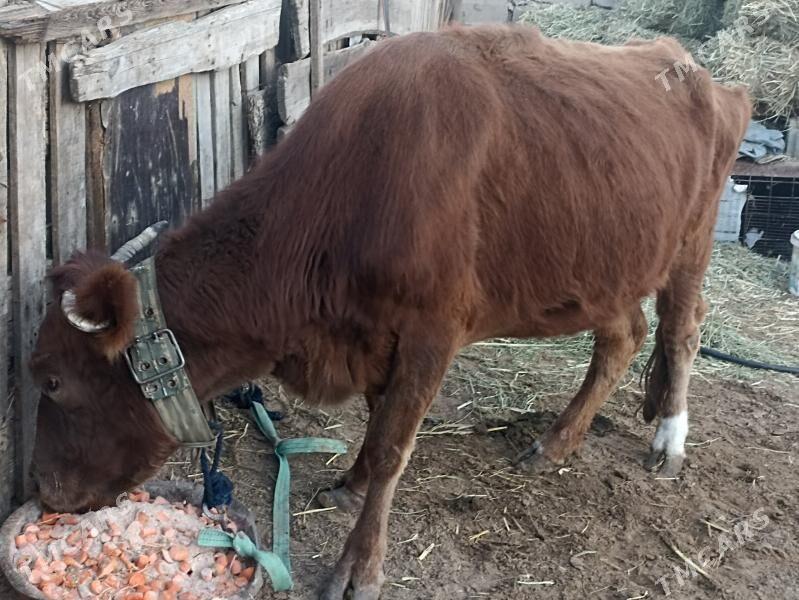 sygyr - Ашхабад - img 1