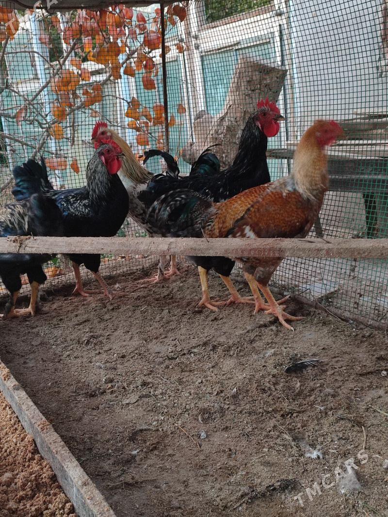 horaz paroda - Türkmenabat - img 3