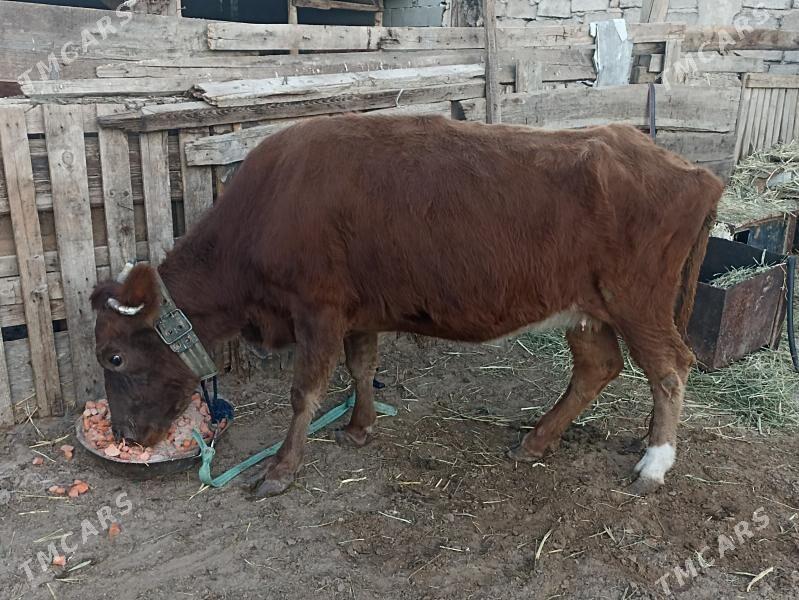 sygyr - Ашхабад - img 6