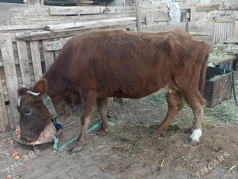 sygyr - Ашхабад - img 5