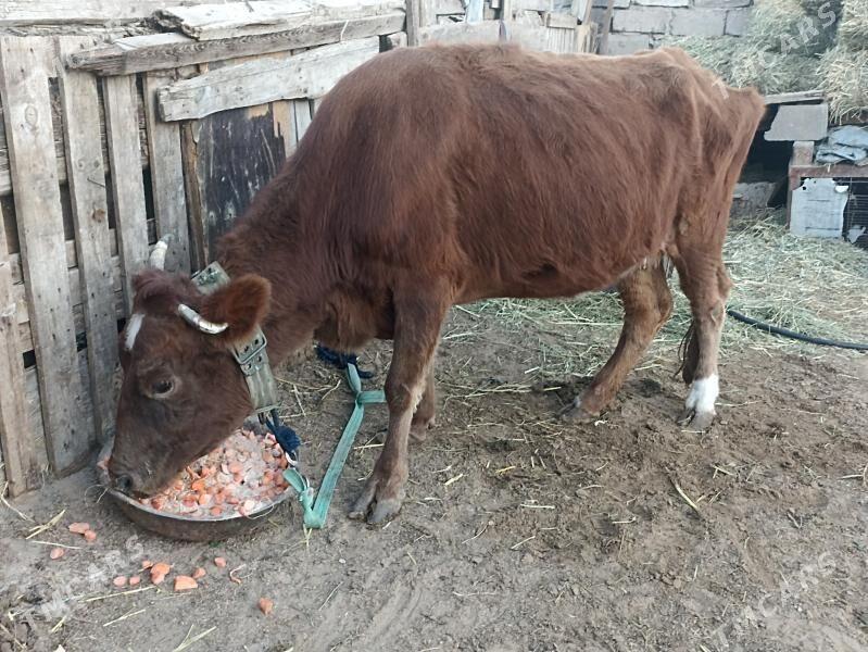 sygyr - Ашхабад - img 3