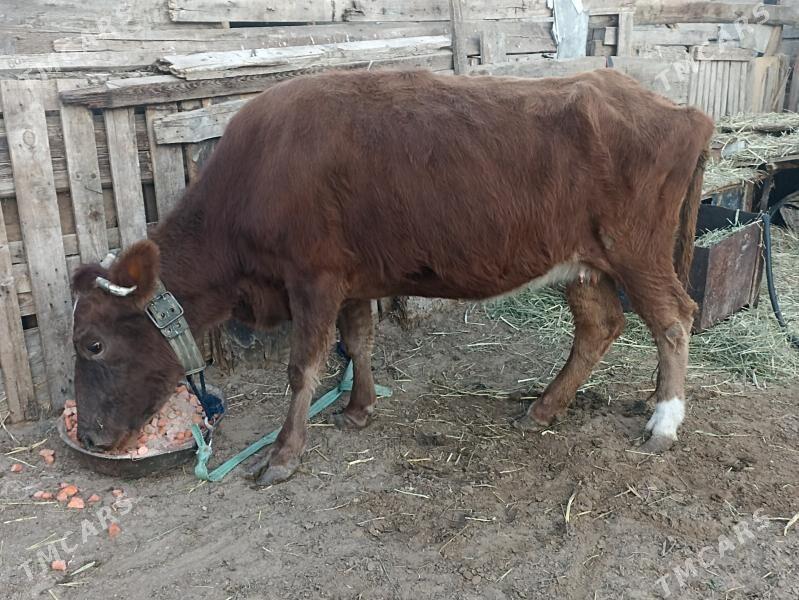 sygyr - Ашхабад - img 4