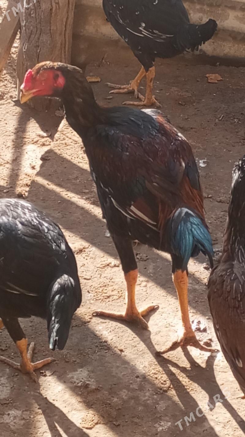 жуже - Türkmenabat - img 3