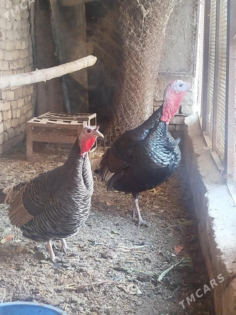 induk - Şabat etr. - img 3