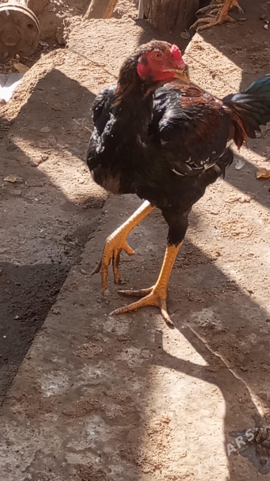 жуже - Türkmenabat - img 2